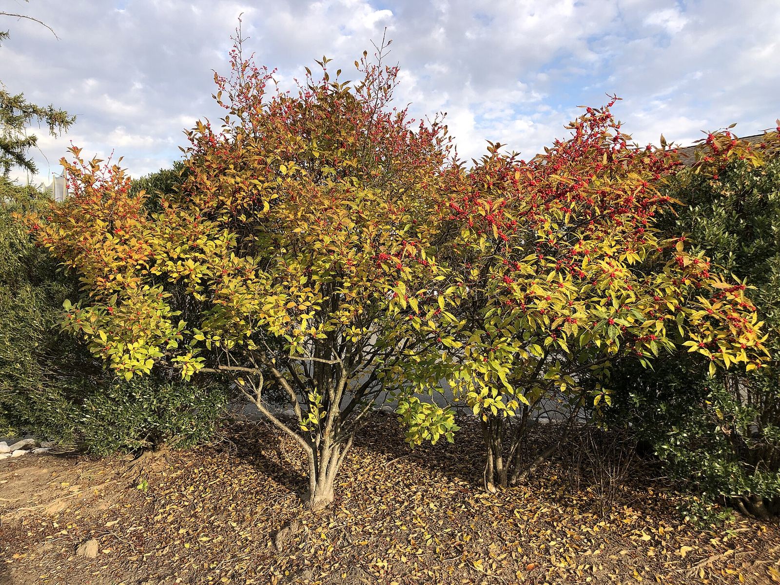 A golf course in autumn foliage
